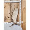 Image 1 : 17.7 Lbs Alaskan Moose Shed Antler