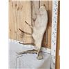 Image 2 : 17.7 Lbs Alaskan Moose Shed Antler