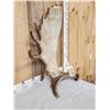 Image 3 : 17.7 Lbs Alaskan Moose Shed Antler