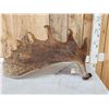Image 4 : 17.7 Lbs Alaskan Moose Shed Antler