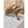 Image 5 : 17.7 Lbs Alaskan Moose Shed Antler