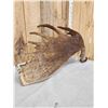 Image 6 : 17.7 Lbs Alaskan Moose Shed Antler