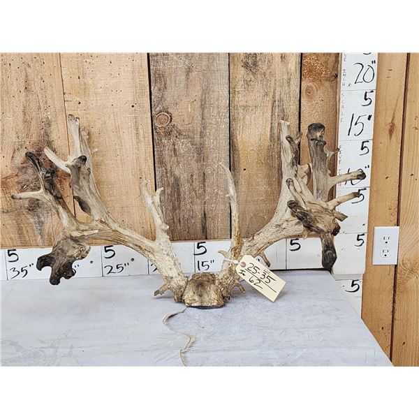 300 Class Whitetail Antlers On Skull Plate