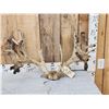 Image 1 : 300 Class Whitetail Antlers On Skull Plate