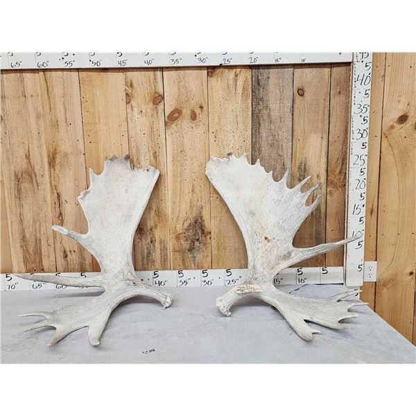 33.2 Lbs Set Of Alaskan Moose Shed Antlers