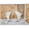 Image 1 : 33.2 Lbs Set Of Alaskan Moose Shed Antlers