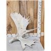 Image 2 : 33.2 Lbs Set Of Alaskan Moose Shed Antlers