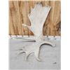 Image 3 : 33.2 Lbs Set Of Alaskan Moose Shed Antlers