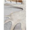 Image 4 : 33.2 Lbs Set Of Alaskan Moose Shed Antlers
