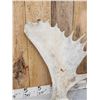 Image 6 : 33.2 Lbs Set Of Alaskan Moose Shed Antlers