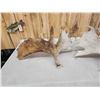 Image 7 : 33.2 Lbs Set Of Alaskan Moose Shed Antlers