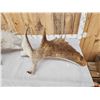 Image 8 : 33.2 Lbs Set Of Alaskan Moose Shed Antlers