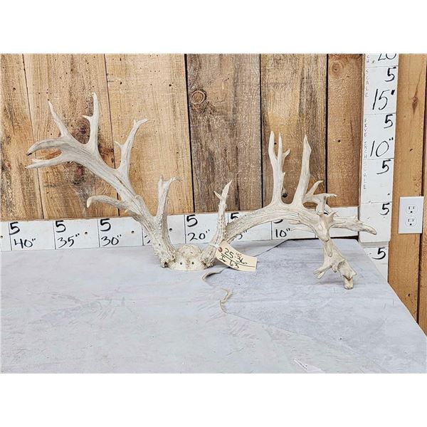Big 200 Class Whitetail Antlers On Skull Plate