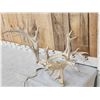 Image 2 : Big 200 Class Whitetail Antlers On Skull Plate