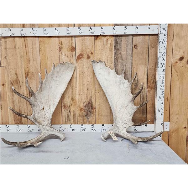 32.7 Lbs Set Of Alaskan Moose Shed Antlers