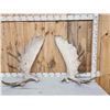 Image 1 : 32.7 Lbs Set Of Alaskan Moose Shed Antlers