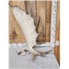 Image 2 : 32.7 Lbs Set Of Alaskan Moose Shed Antlers