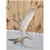 Image 3 : 32.7 Lbs Set Of Alaskan Moose Shed Antlers