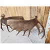 Image 5 : 32.7 Lbs Set Of Alaskan Moose Shed Antlers