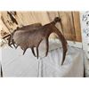 Image 6 : 32.7 Lbs Set Of Alaskan Moose Shed Antlers