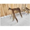 Image 7 : 32.7 Lbs Set Of Alaskan Moose Shed Antlers