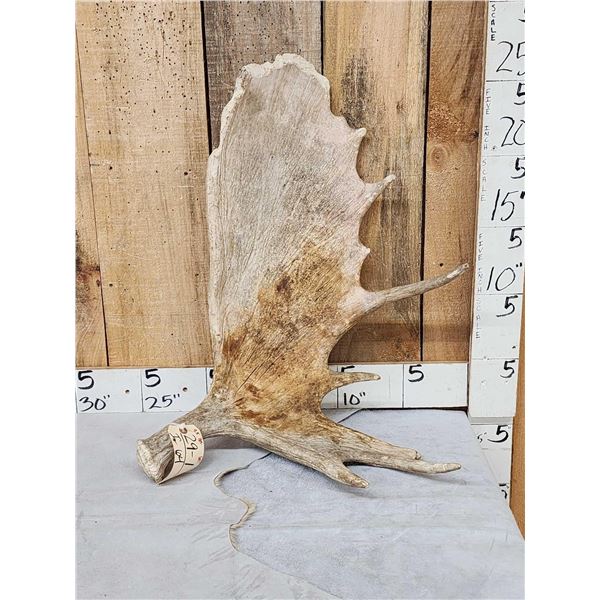 9.2 Lbs Moose Shed Antler