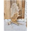 Image 1 : 9.2 Lbs Moose Shed Antler