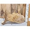 Image 2 : 9.2 Lbs Moose Shed Antler