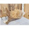 Image 3 : 9.2 Lbs Moose Shed Antler