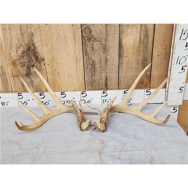 6x5 Whitetail Antlers