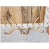 Image 1 : 6x5 Whitetail Antlers