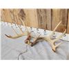 Image 2 : 6x5 Whitetail Antlers
