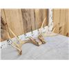 Image 3 : 6x5 Whitetail Antlers