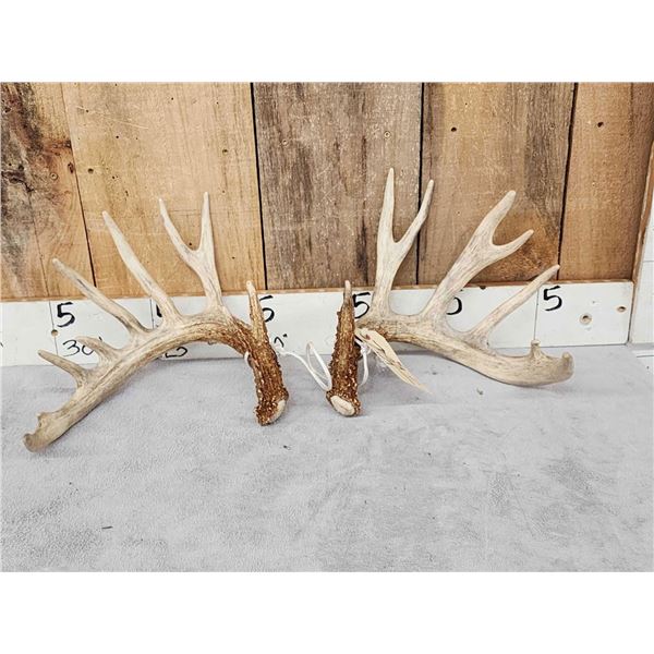 Set Of 6x8 Whitetail Shed Antlers