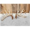 Image 1 : Set Of 6x8 Whitetail Shed Antlers