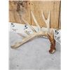 Image 2 : Set Of 6x8 Whitetail Shed Antlers