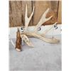 Image 3 : Set Of 6x8 Whitetail Shed Antlers