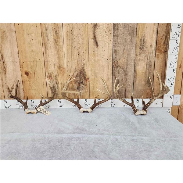 3 Sets Of Whitetail Antlers On Skull Plate