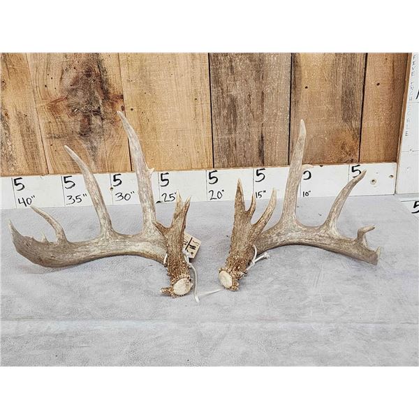 Main Frame 5x5 Whitetail Shed Antlers