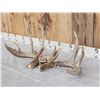 Image 2 : Main Frame 5x5 Whitetail Shed Antlers