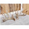 Image 3 : Main Frame 5x5 Whitetail Shed Antlers