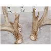 Image 4 : Main Frame 5x5 Whitetail Shed Antlers