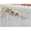 Image 5 : Main Frame 5x5 Whitetail Shed Antlers