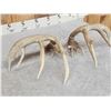 Image 6 : Main Frame 5x5 Whitetail Shed Antlers