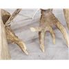 Image 7 : Main Frame 5x5 Whitetail Shed Antlers