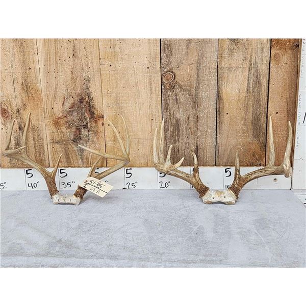2 Sets Of Whitetail Antlers On Skull Plate