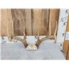 Image 2 : 2 Sets Of Whitetail Antlers On Skull Plate
