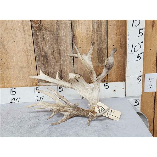 98" Whitetail Shed Antler