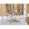 Image 1 : 98" Whitetail Shed Antler