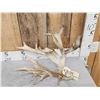 Image 2 : 98" Whitetail Shed Antler